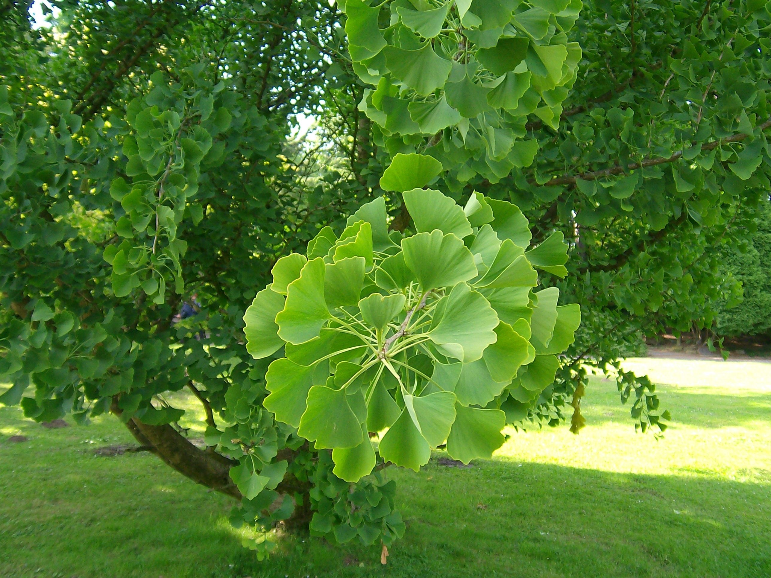 /ginkgo-biloba-ile-zeka-ve-hafizanizi-artirin/cover.jpg