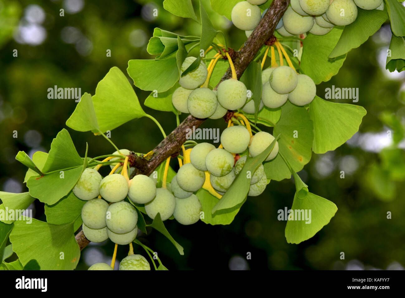 /ginkgo-biloba-etkilesimler-ve-dikkat-edilmesi-gerekenler/cover.jpg